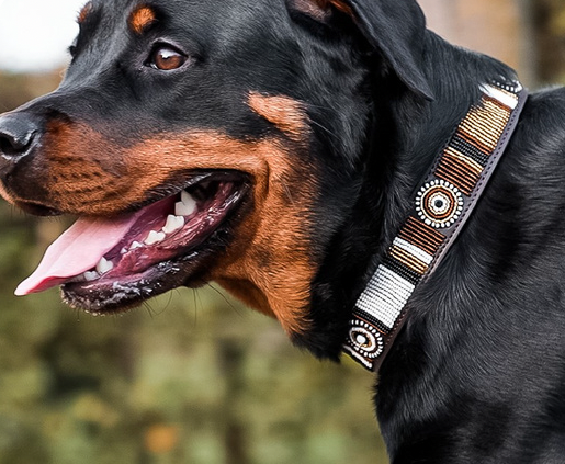 Extra large dog collar online