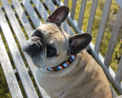 Dog Collars - small